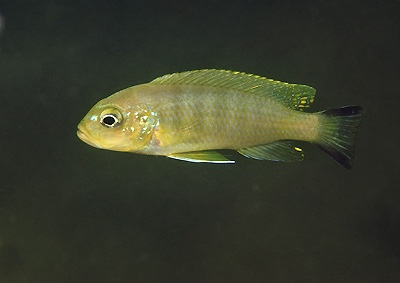 Maylandia sp. 'daktari' Chiwindi